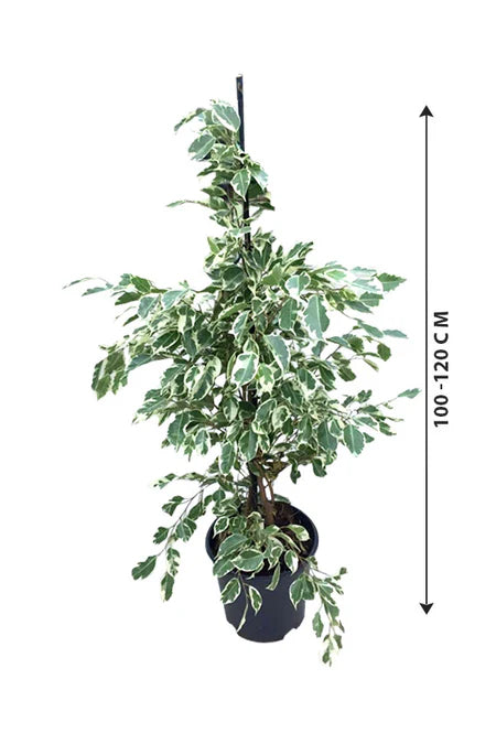 Ficus Benjamina Green Kinky