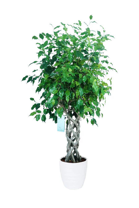 Ficus Benjamina Cylinder