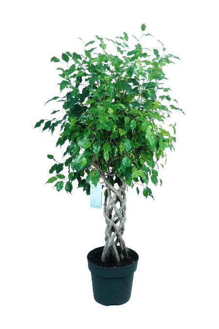 Ficus Benjamina Cylinder