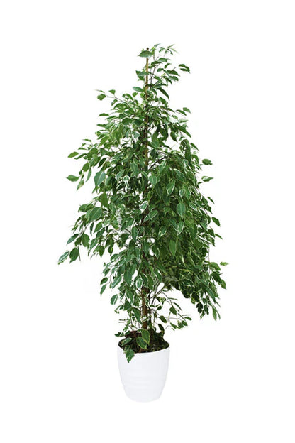 Ficus Benjamina Green Kinky