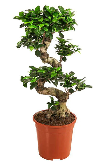 Ficus Bonsai - XL