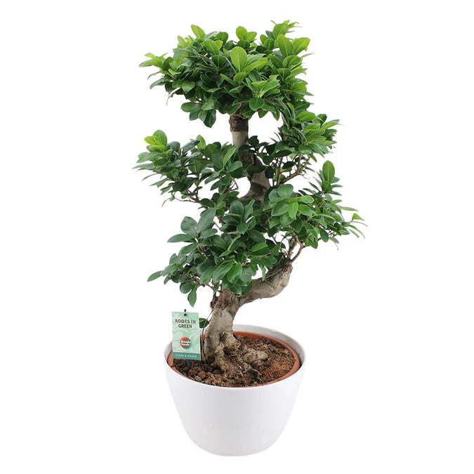 Ficus Bonsai - XL