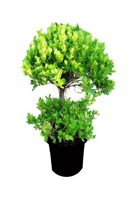 Ficus Panda 2 Head