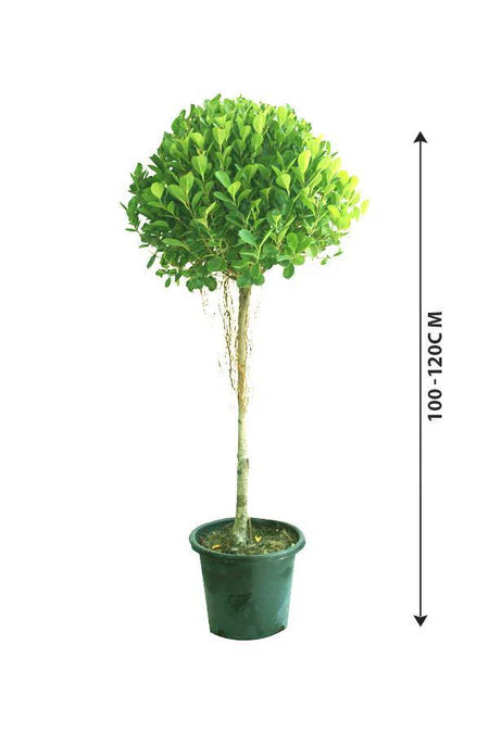 Ficus Panda