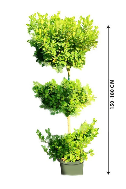 Ficus Panda 3 Head
