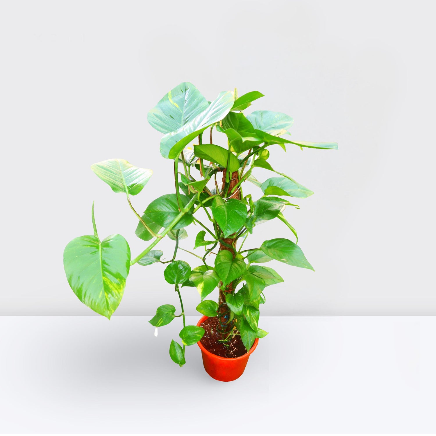 Money Plant, Epipremnum Aureum Mosstok