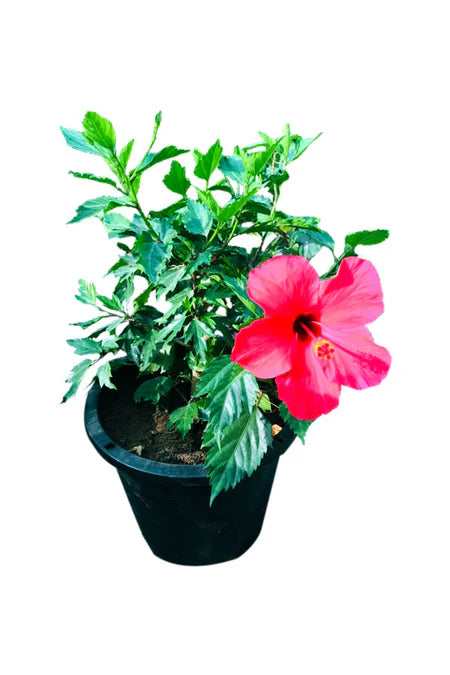 Hibiscus plant