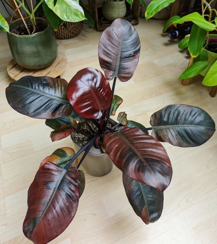 Philodendron &