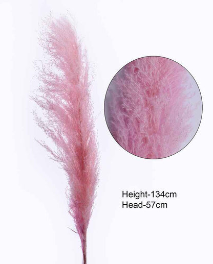 Dried Reed Pampas Grass Pink-LWA080