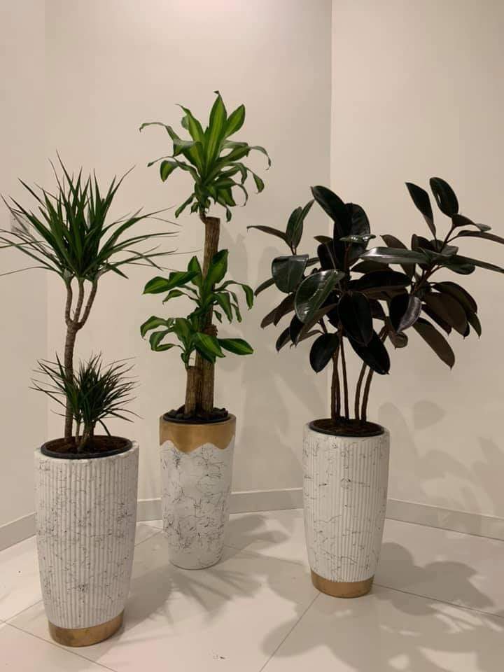 Office Plant Bundle 3pcs New