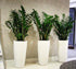 1275Dh Office Plant Zizi in Fiber Pot Bundle (3pcs)