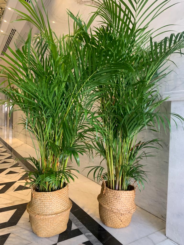 Areca Medium Bundle in Basket