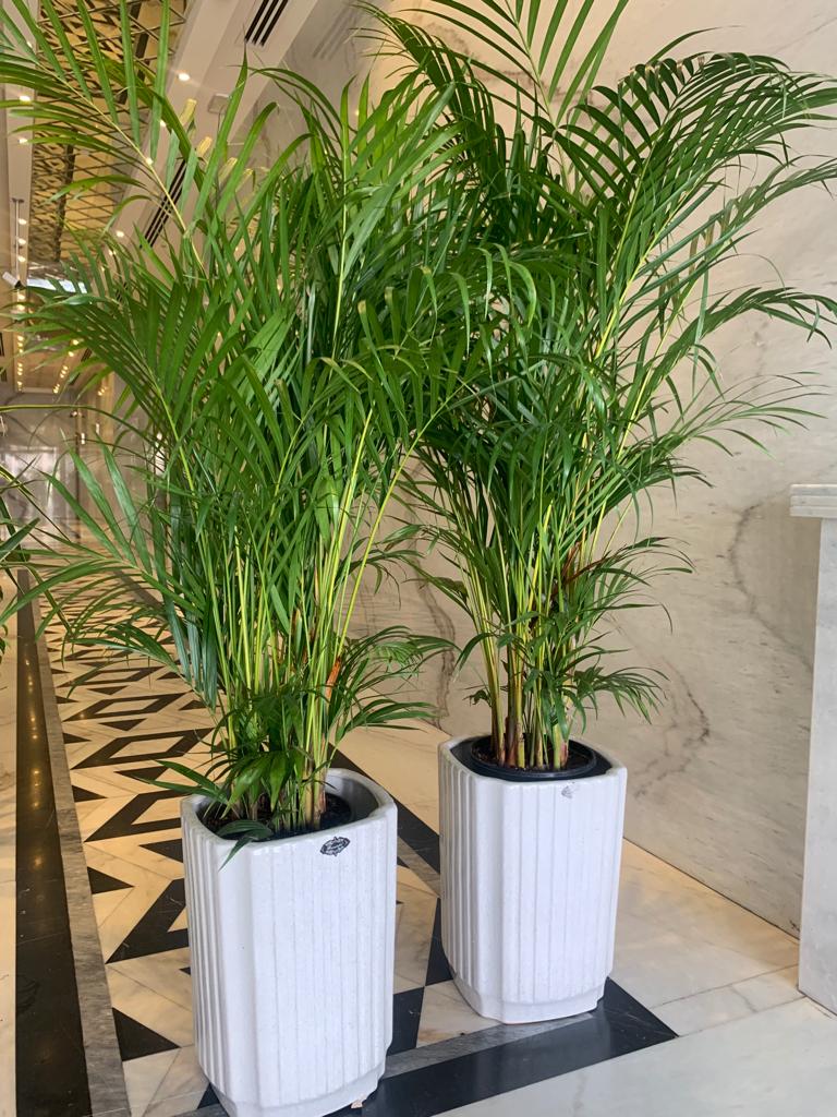 Areca Medium Bundle (2pcs) on Square White