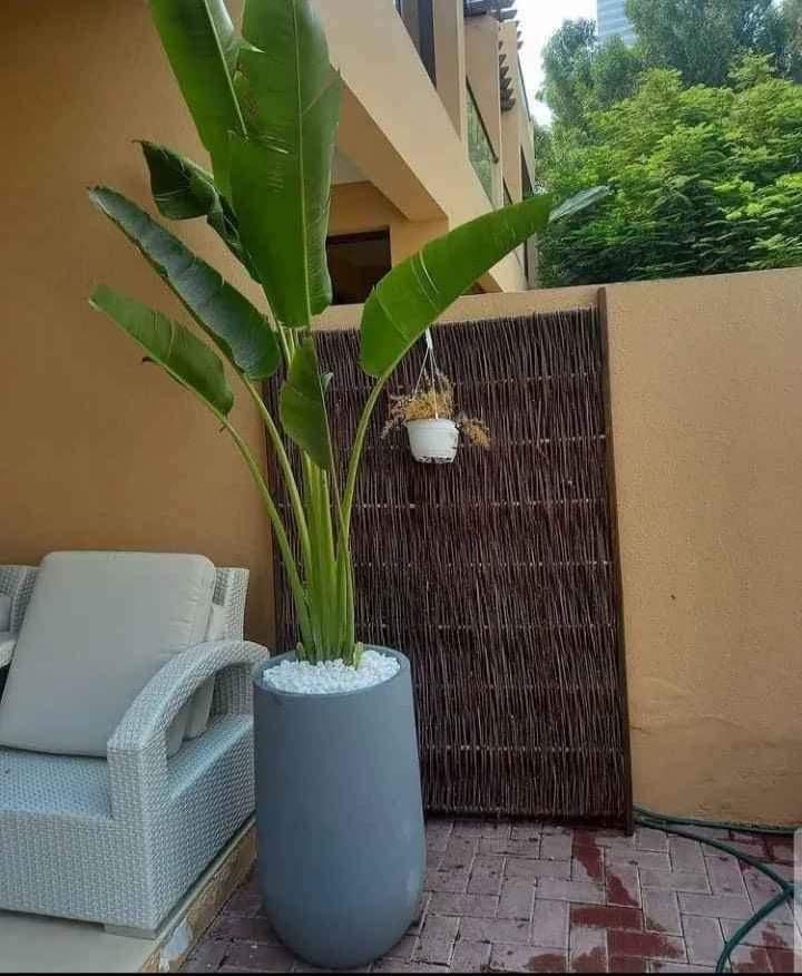 Travellers Palm 3m XXL