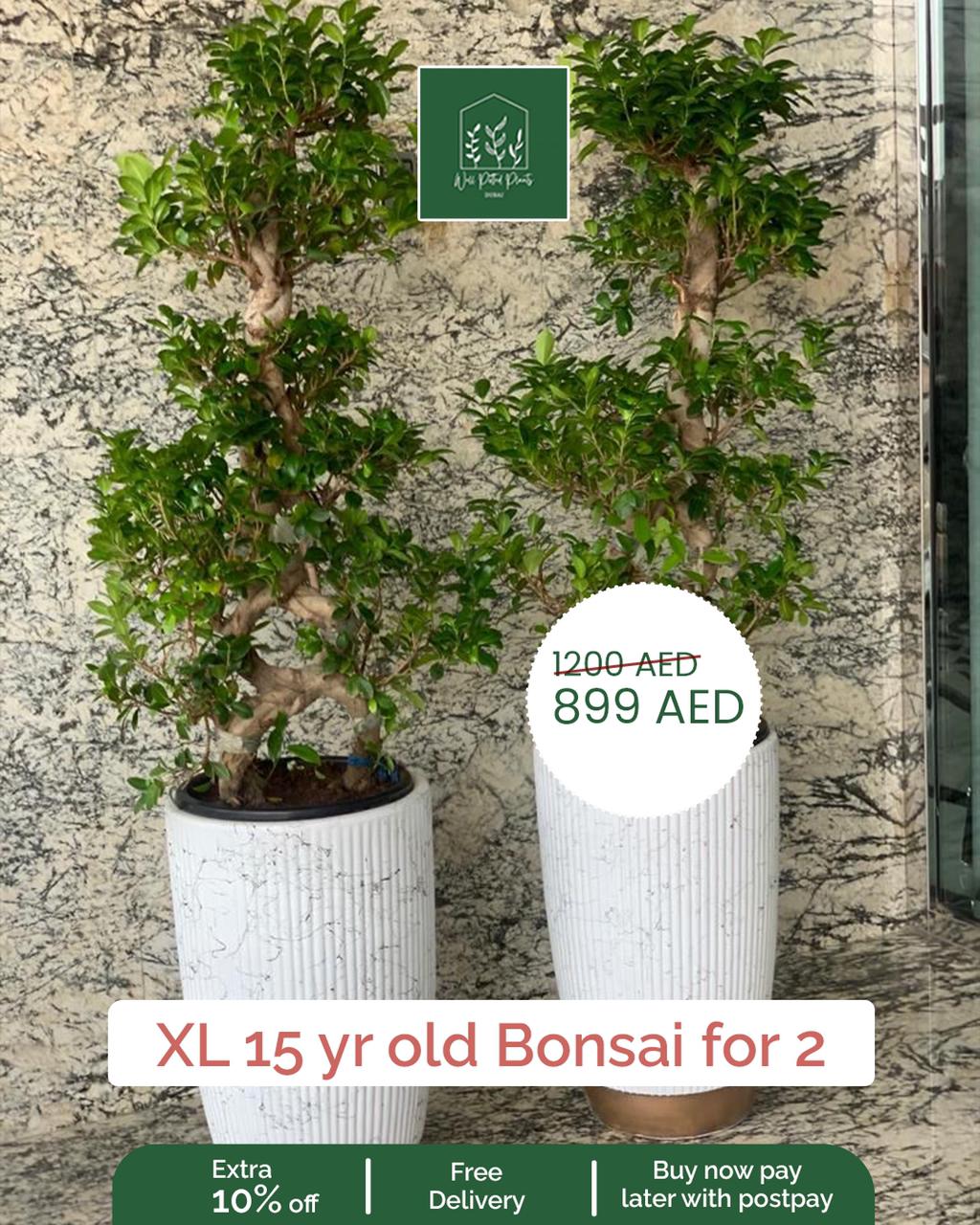 Bonsai large 15 to 20 yr old bundle Dh 825