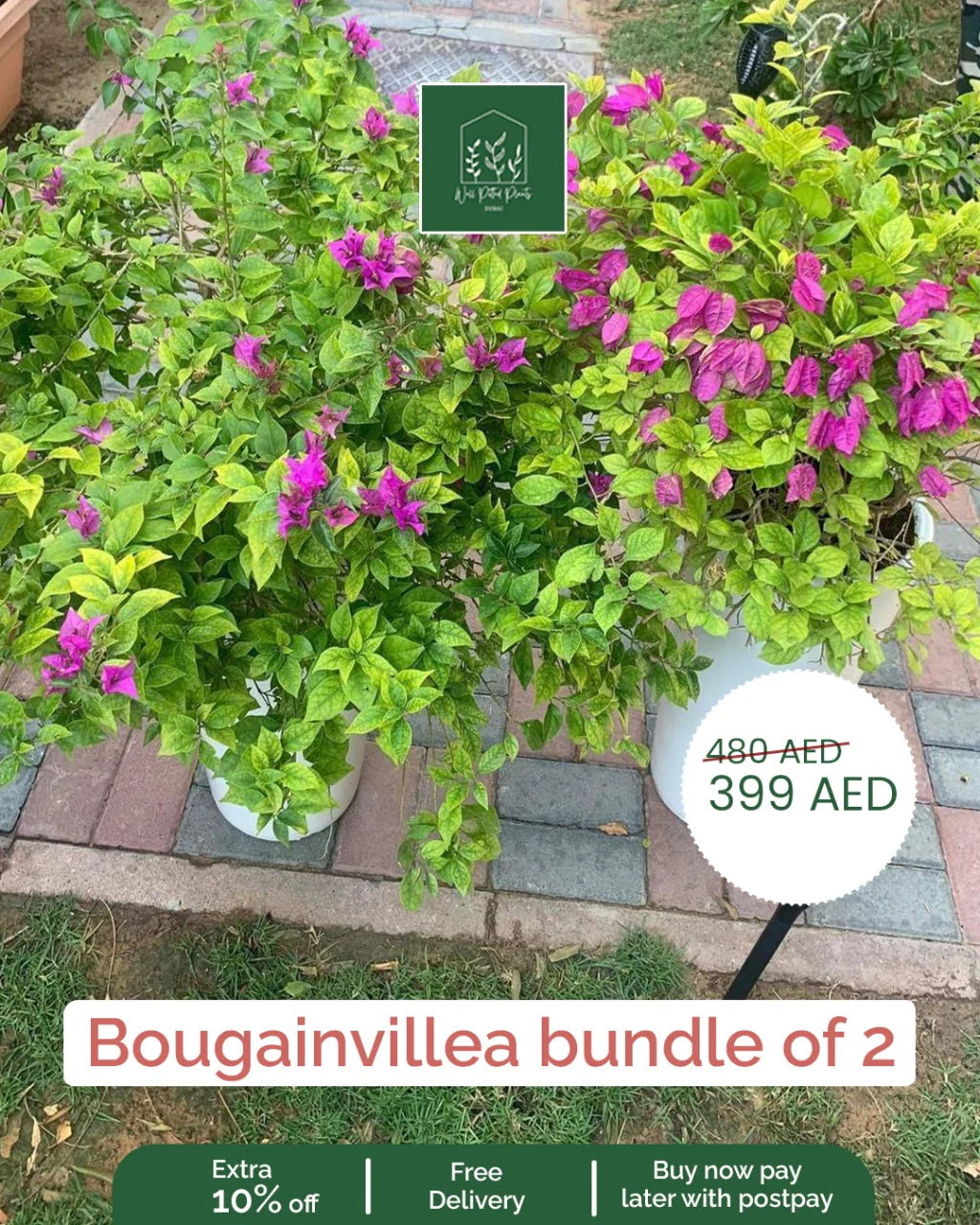 Bougainvillea Bushy Bundle 2pcs