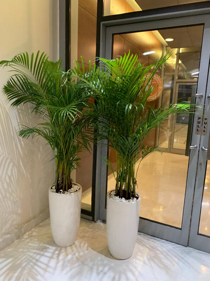 Office Plant Areca Medium (2pc) Bundle