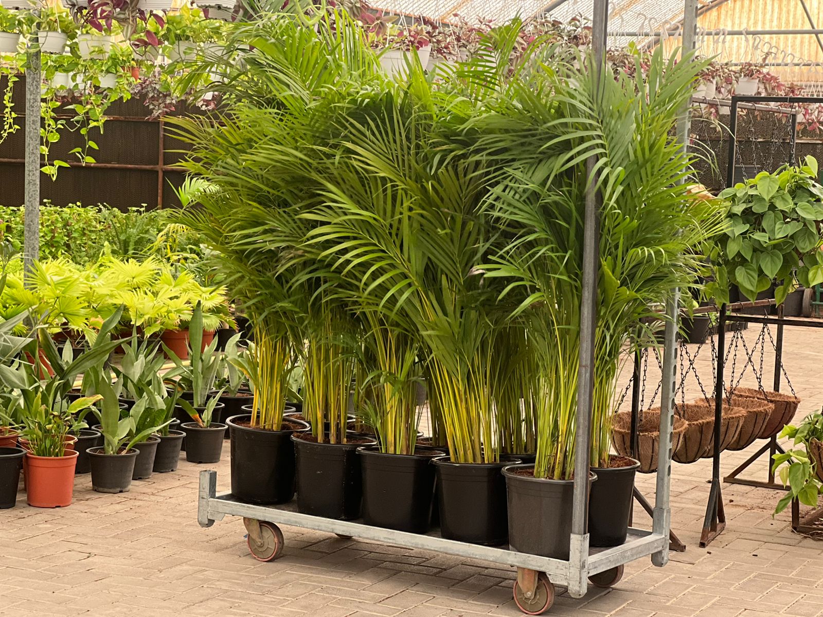 Areca 2pcs Bundle Mega Sale