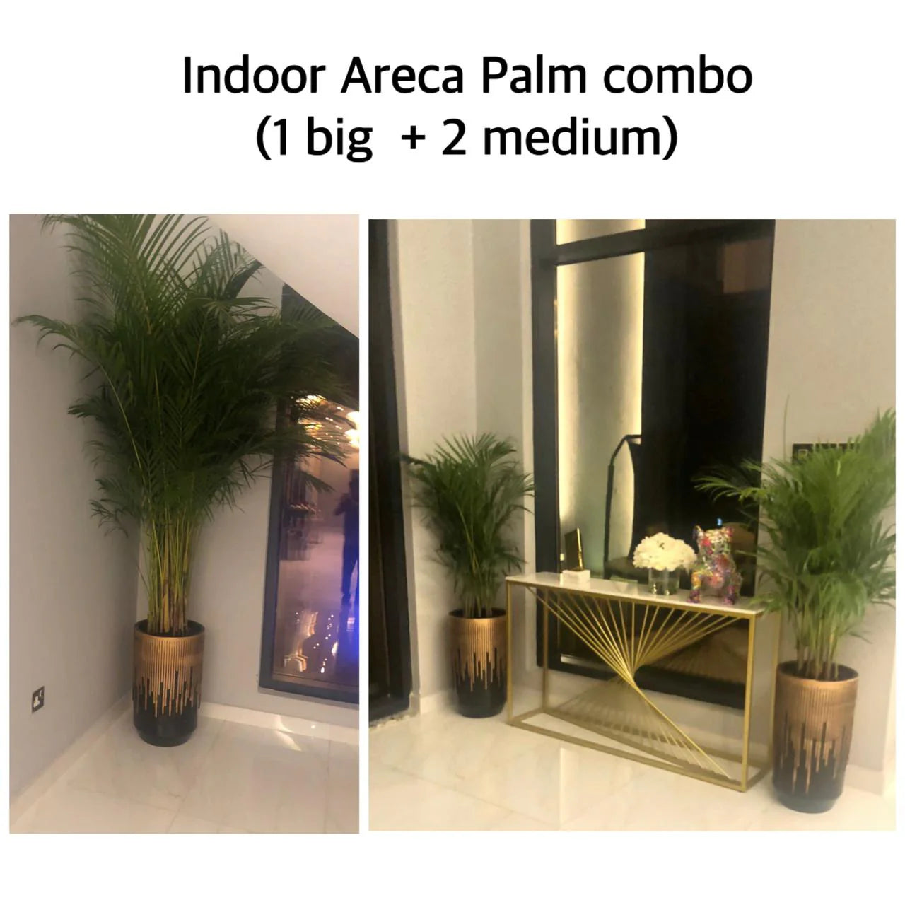 Areca Palm Bundle (3pcs) Dh925