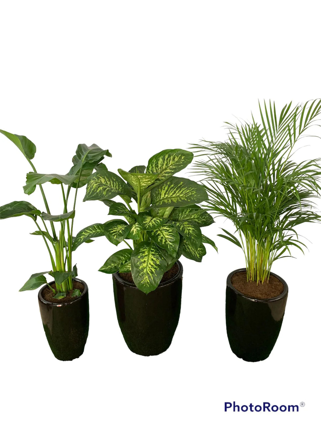 Office Plants (3pcs) Bundle Dh 1135