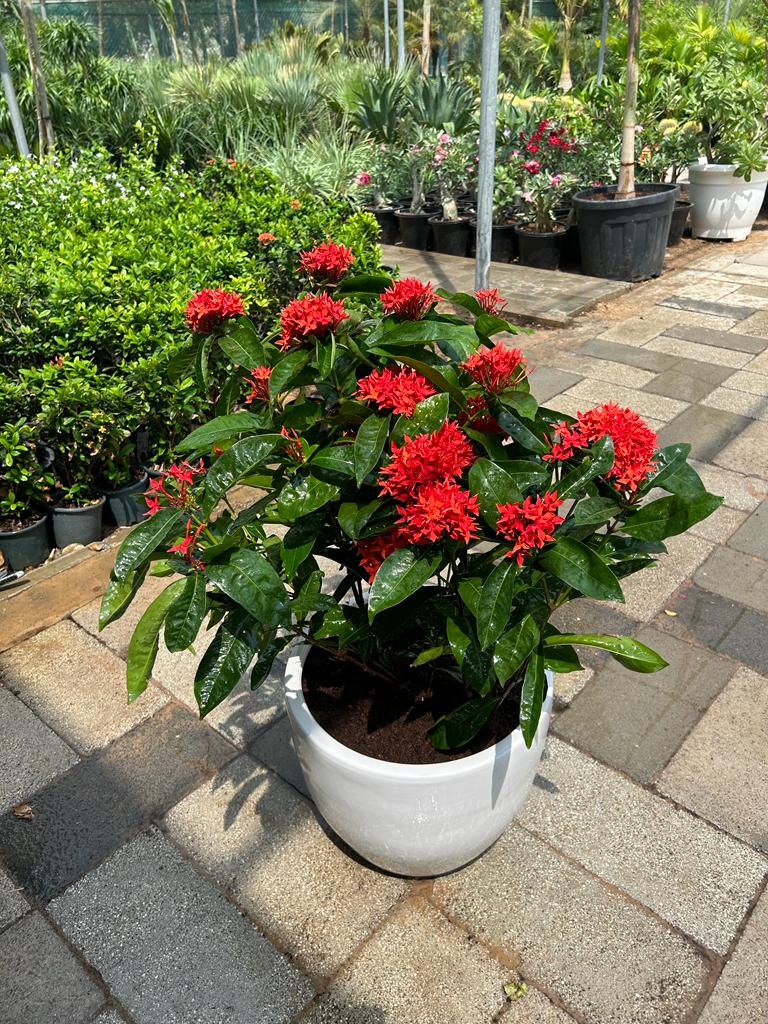 AA Bushy Ixora