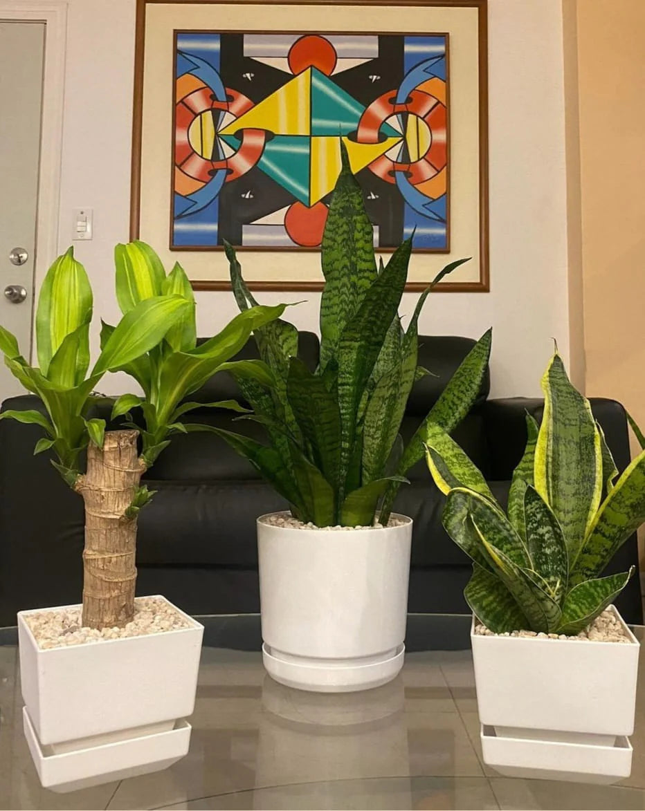 Table Plants bundle (3pcs) PROMO