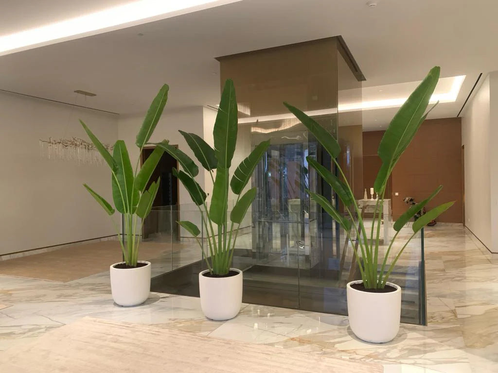 Office Plants Bundle 3pcs