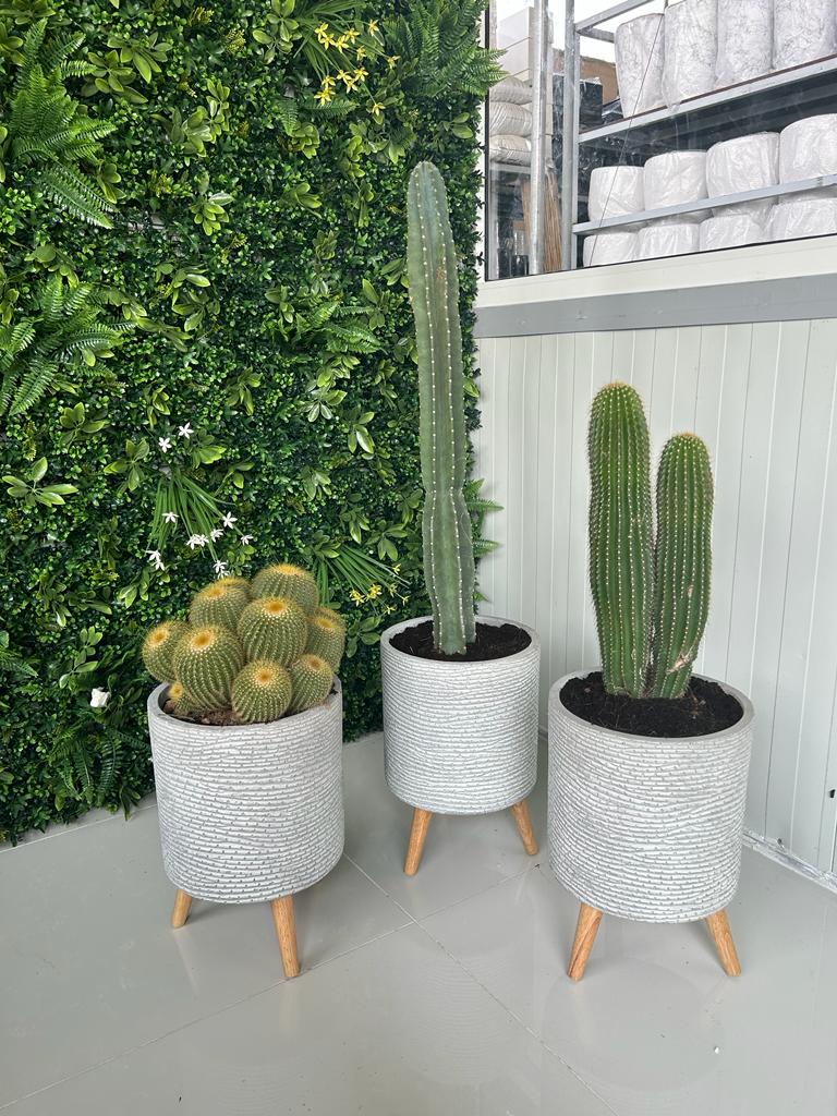 Cactus Bundle Premium Holland in Fiber Pots (3pc)