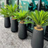 Office Plants Sago Palm 4pcs Premium Bundle