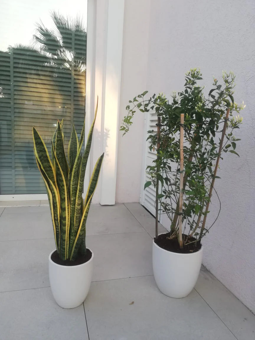 Outdoor Bundle ( Sanseveria + Jasmine)