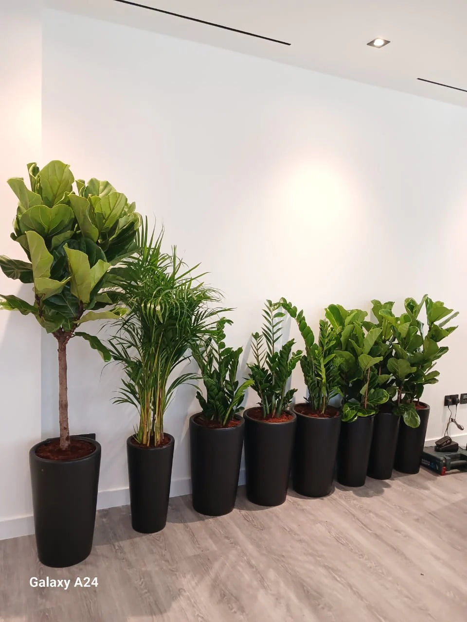 Premium Office Plants 8pcs Bundle