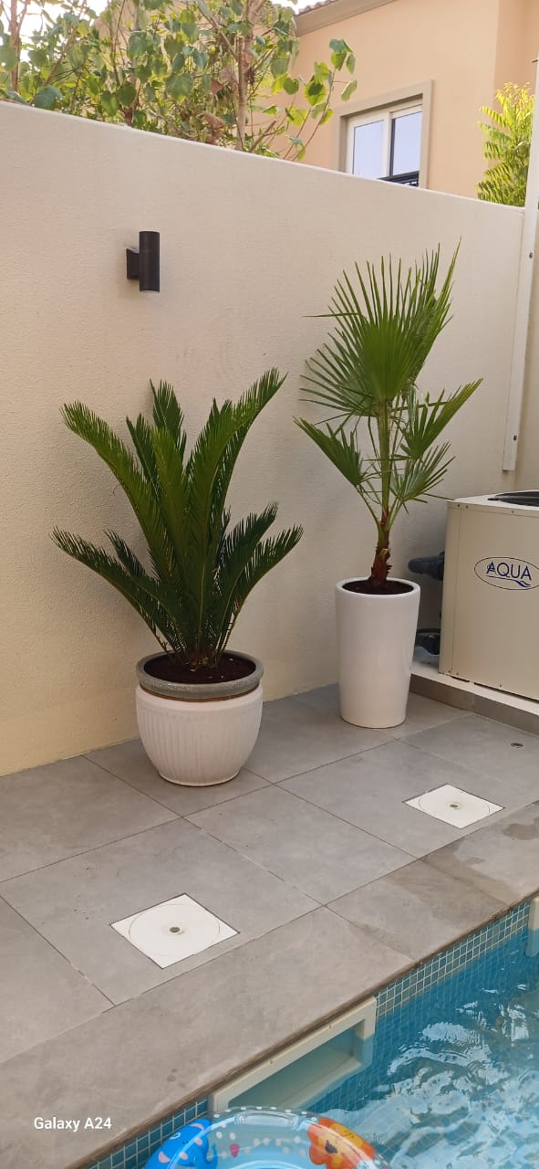 Outdoor Bundle Big Sago Palm + Washingtonia 437Dh