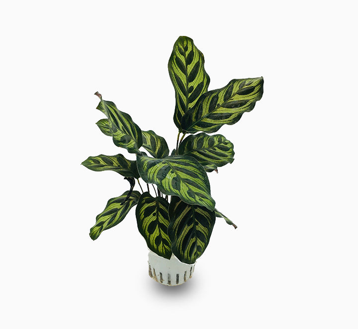 Calathea zebrina