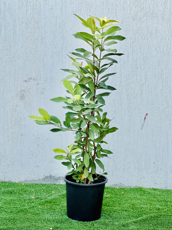 Syzygium Cumini Tree