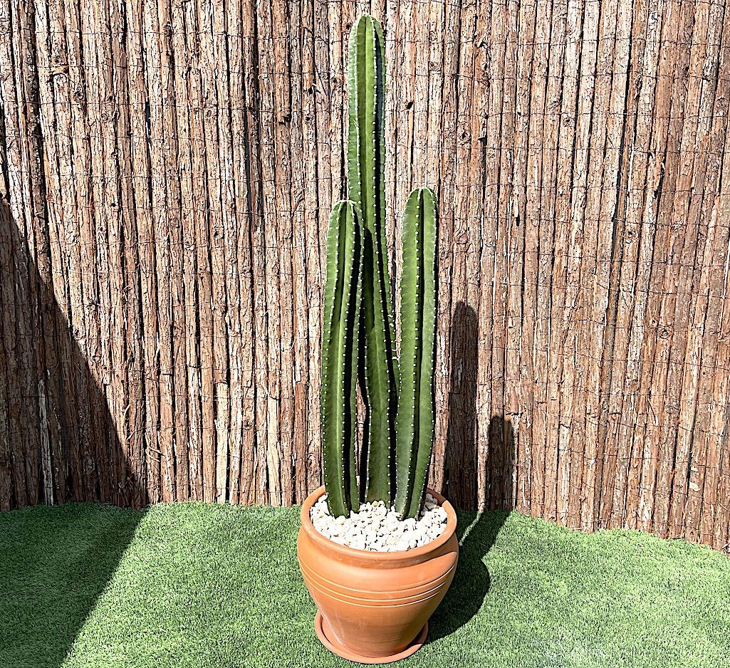 Cactus San Pedro