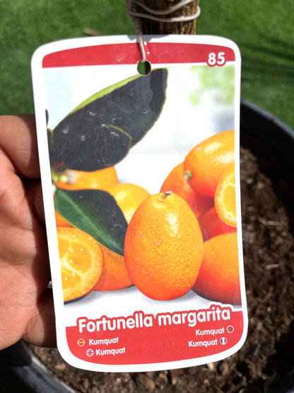 Fortunella margarita Tree