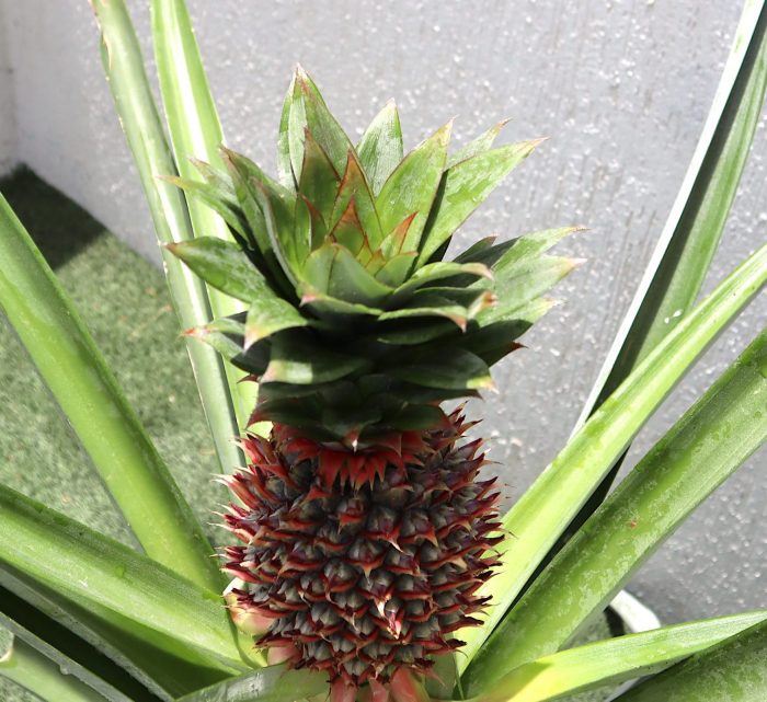 Pineapple Plant 