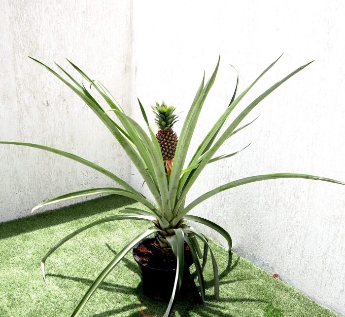 Pineapple Plant 