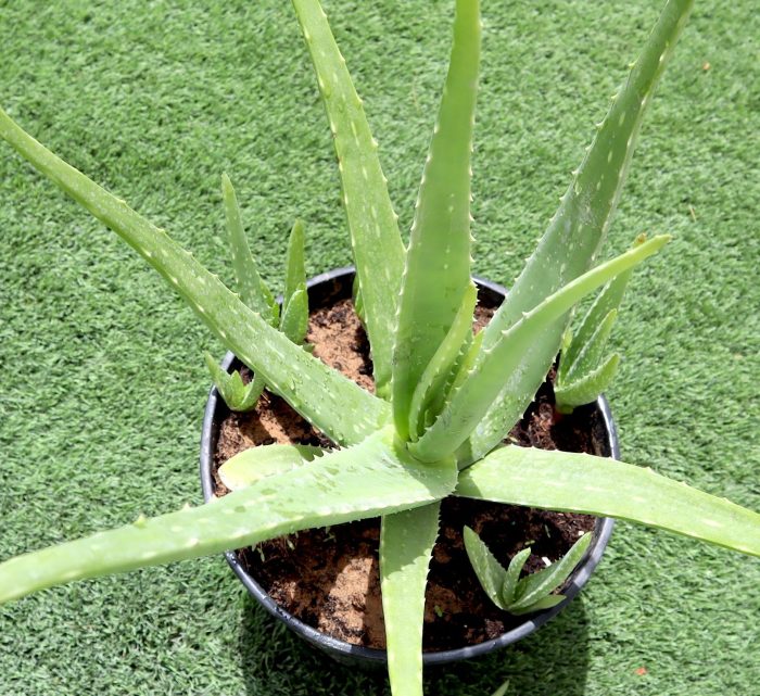 Aloe vera, Medicina Aloe, Savila