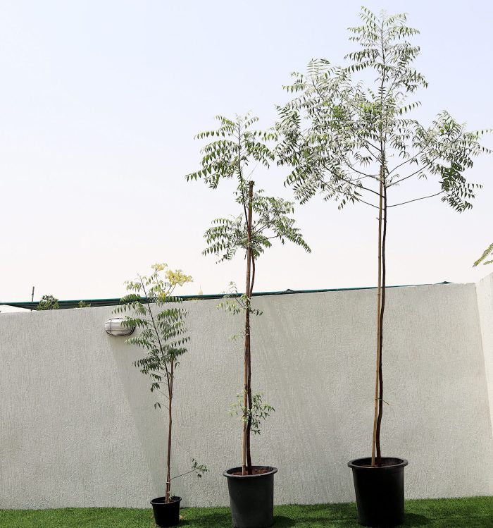 Neem Tree - Azadirachta Indica