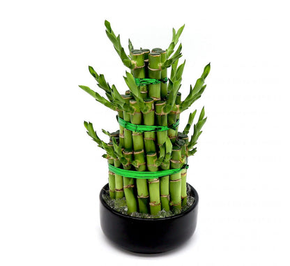 Lucky Bamboo plants | Buy Best Lucky Bamboo Plants Online