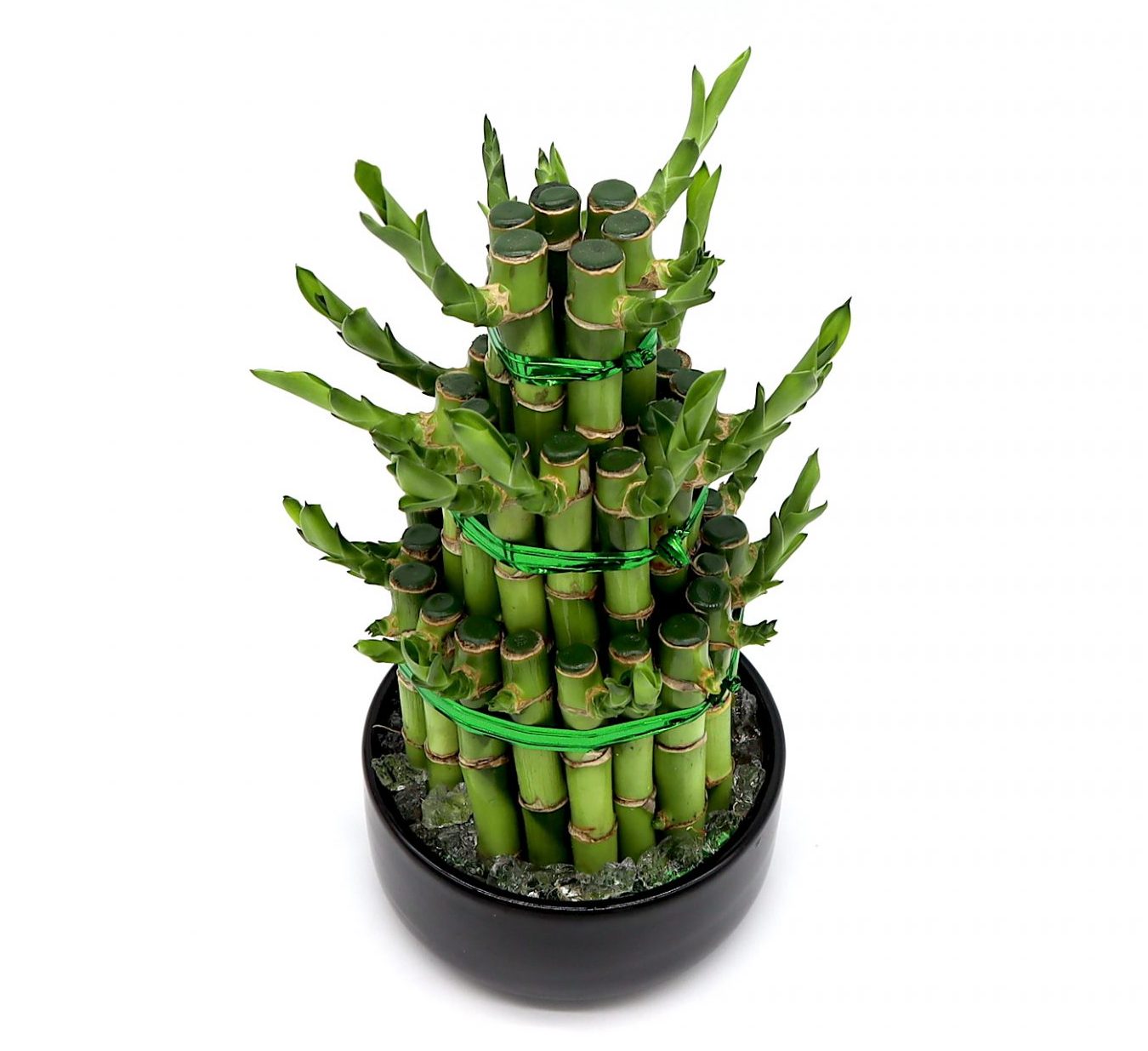 buy bamboo plant online