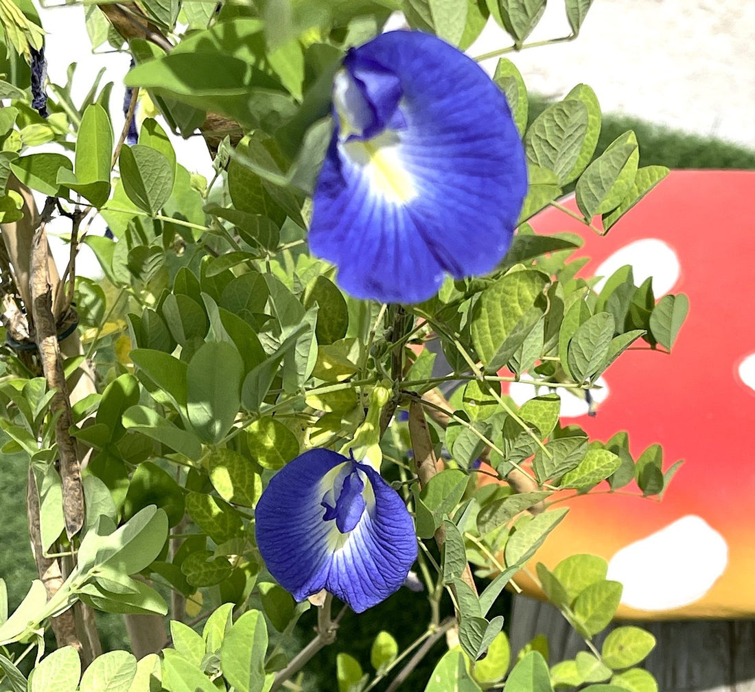 Clitoria ternatea or Butterfly Pea