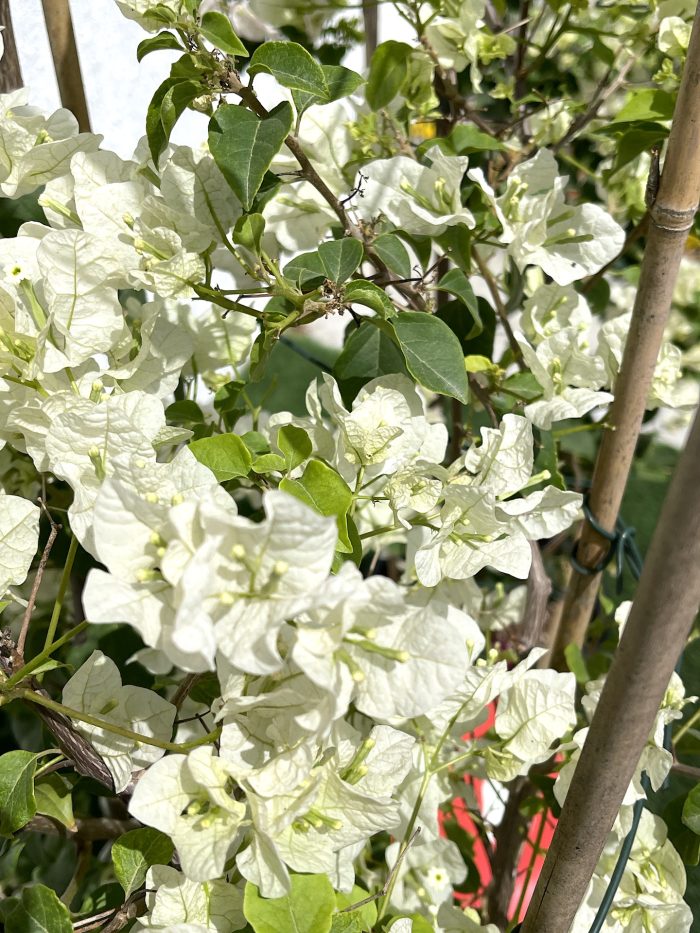 Bougainvillea glabra