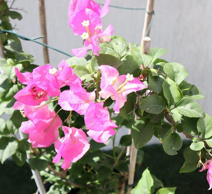 Bougainvillea Cocoice “Coconut Ice”