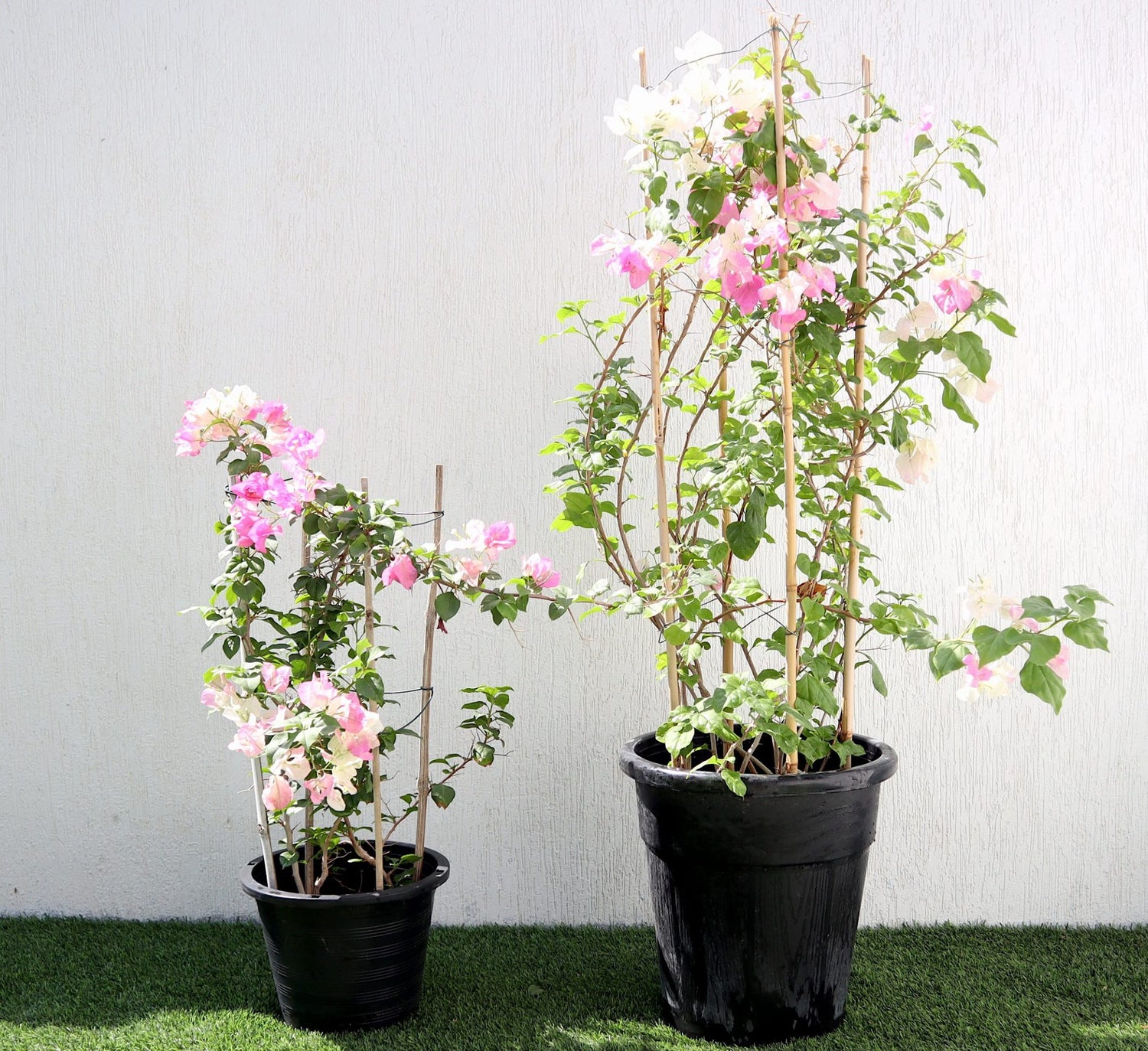 Bougainvillea Cocoice “Coconut Ice”