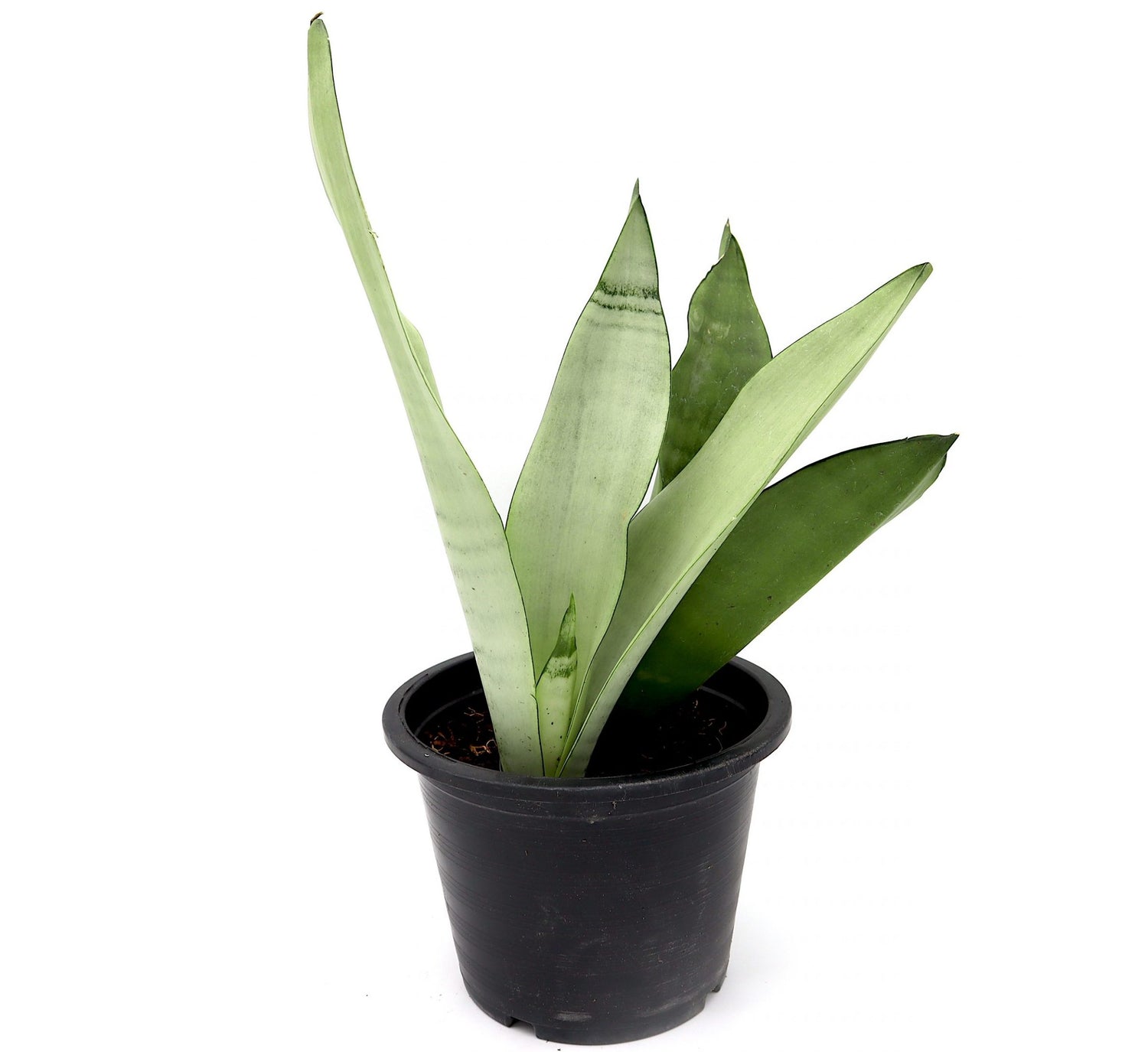 Snake Plant