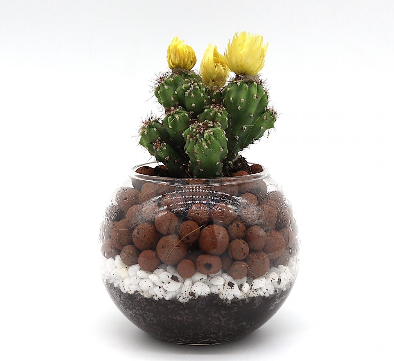 Ornamental Cactus in Transparent pot “Terrarium”