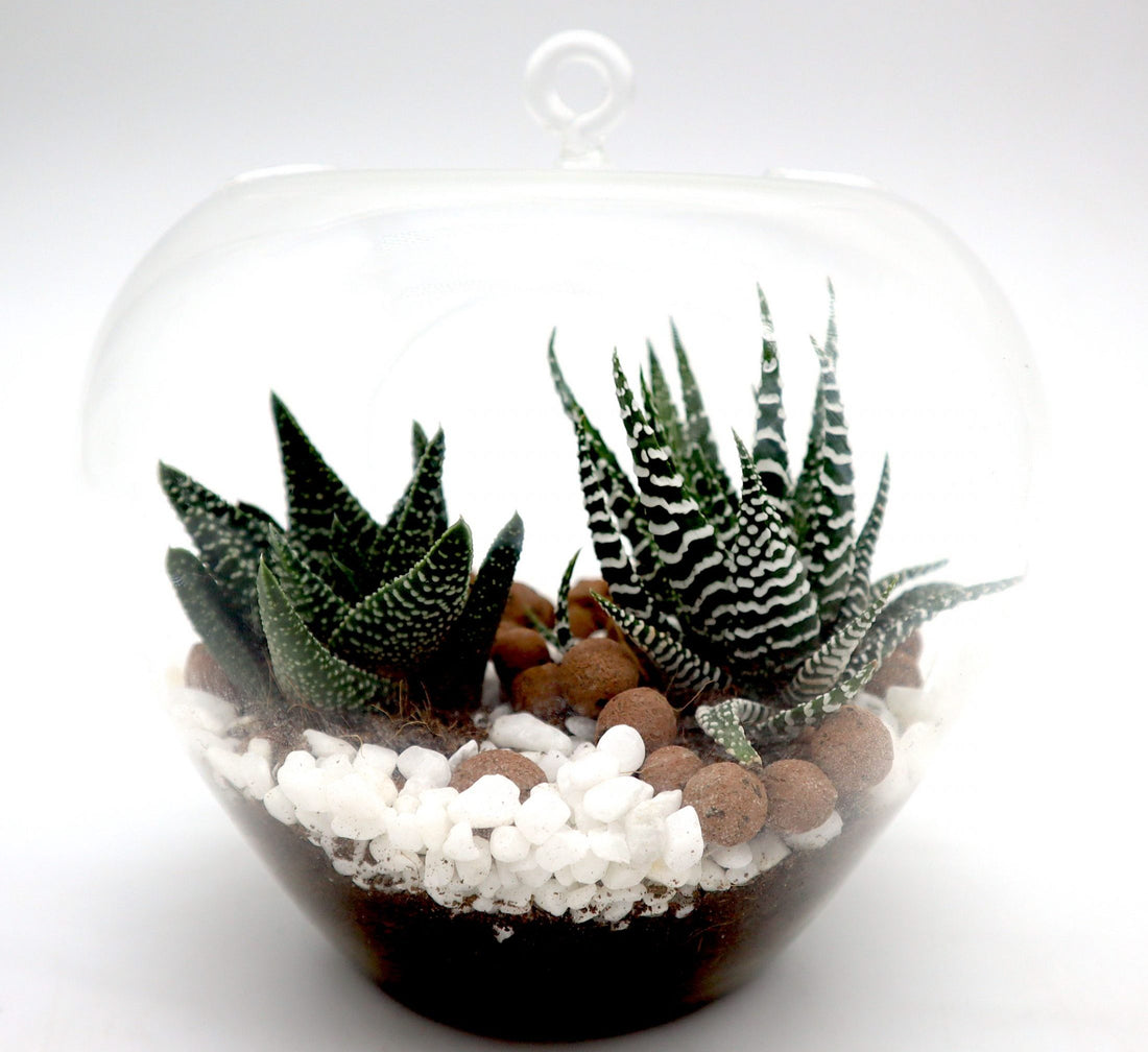 Mini succulents Haworthia in Transparent pot “Terrarium”