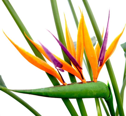 strelitzia reginae